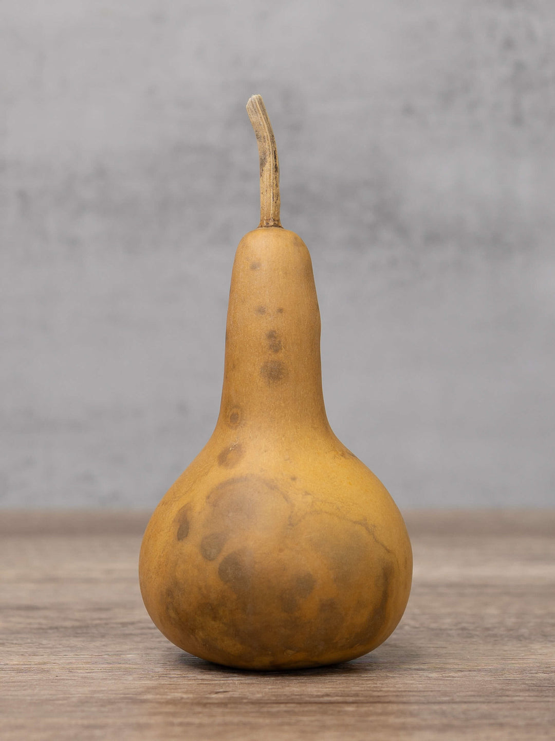 Three inch martin gourd at Meadowbrooke Gourds