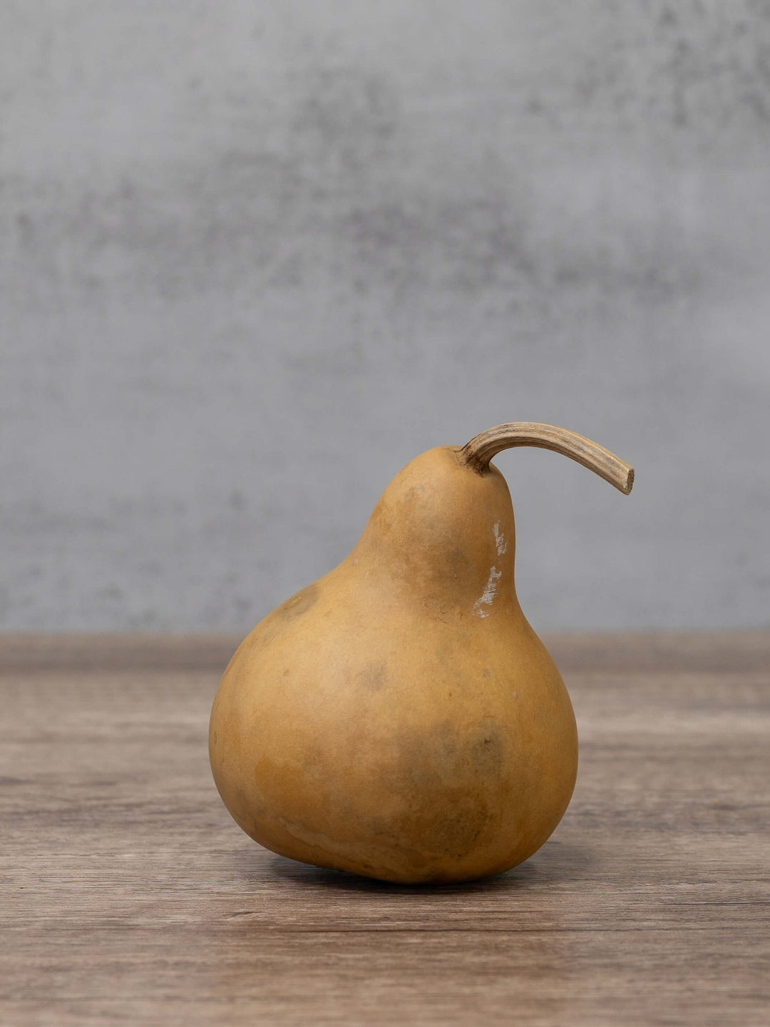 Three inch martin gourd at Meadowbrooke Gourds