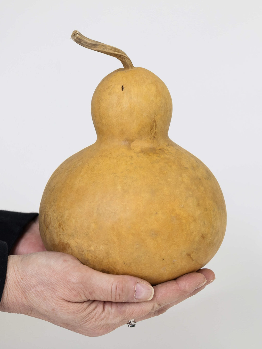 Six inch bottle gourd at Meadowbrooke Gourds