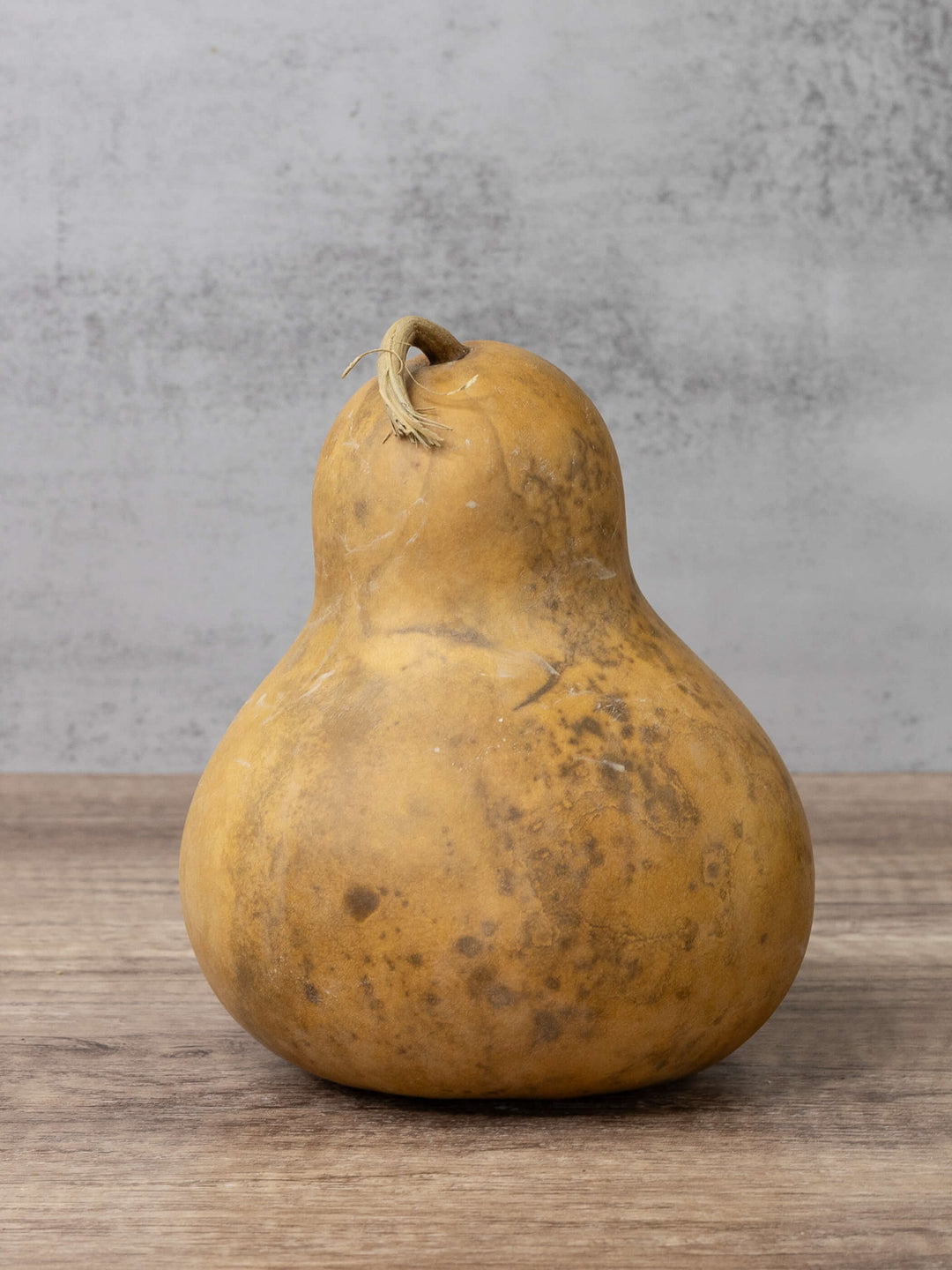 Six inch bottle gourd at Meadowbrooke Gourds