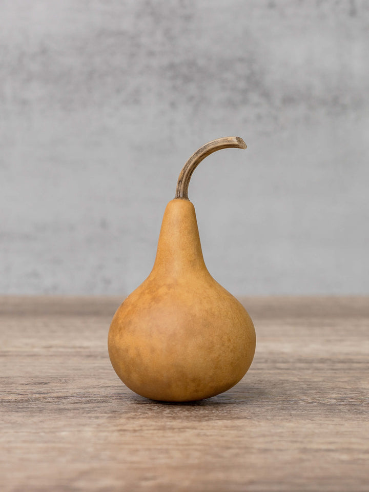 Two inch martin gourd at Meadowbrooke Gourds