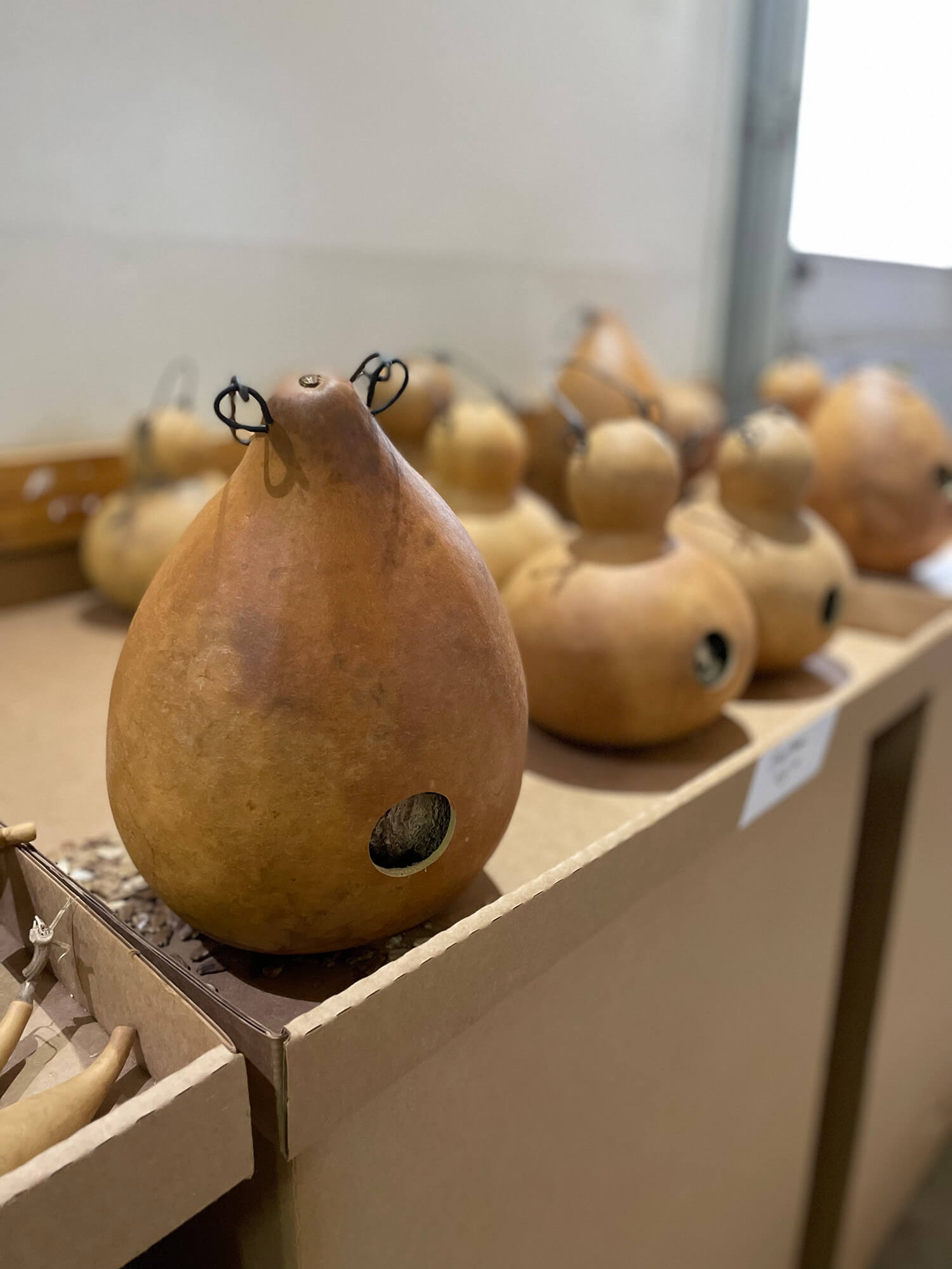 Clean raw birdhouse gourds at Meadowbrooke Gourds