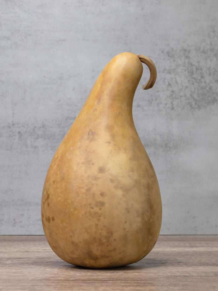 Raw unfinished penguin gourd at Meadowbrooke Gourds